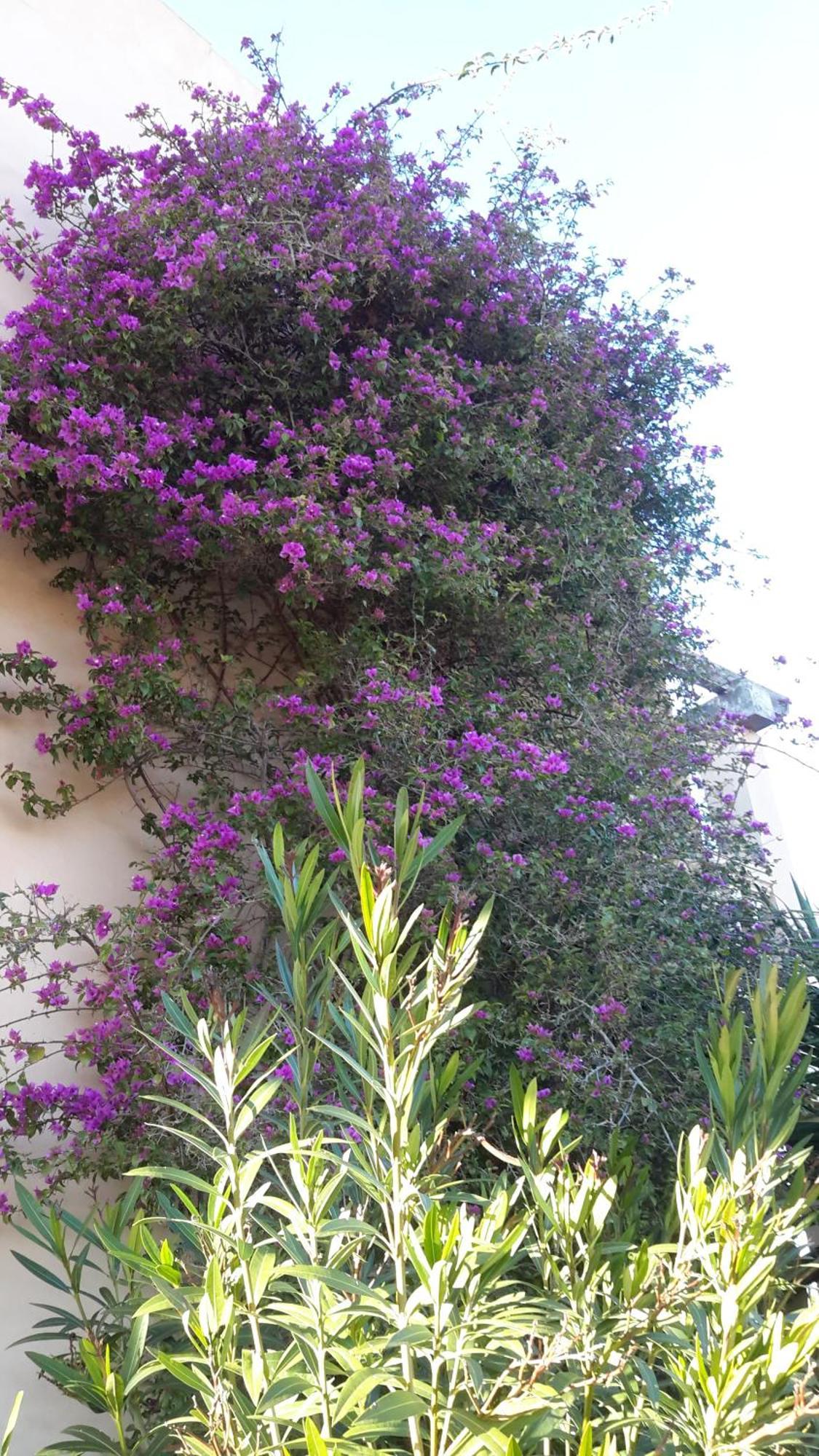 Finca Alqueria Fosca Campos  Zewnętrze zdjęcie